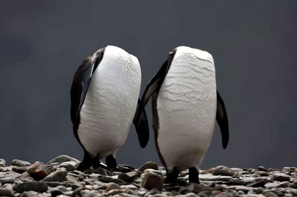 Φαινομενικά ακέφαλοι βασιλικοί πιγκουίνοι στο νησί του Ατλαντικού